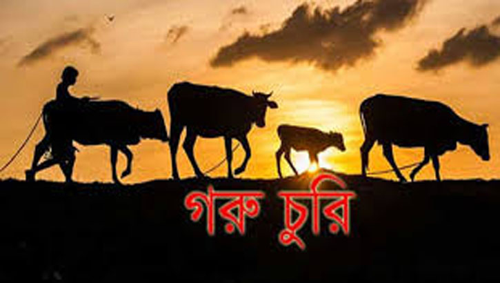 রাণীনগরে গোয়াল ঘরের তালা কেটে ৪টি গরু চুরি 
